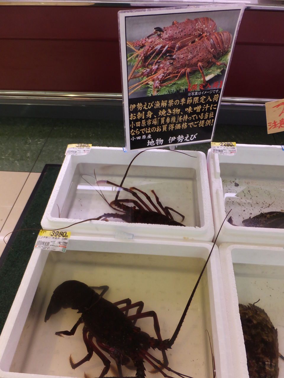 小さな水族館 クッシーの日記 小さな水族館 クッシーの日記