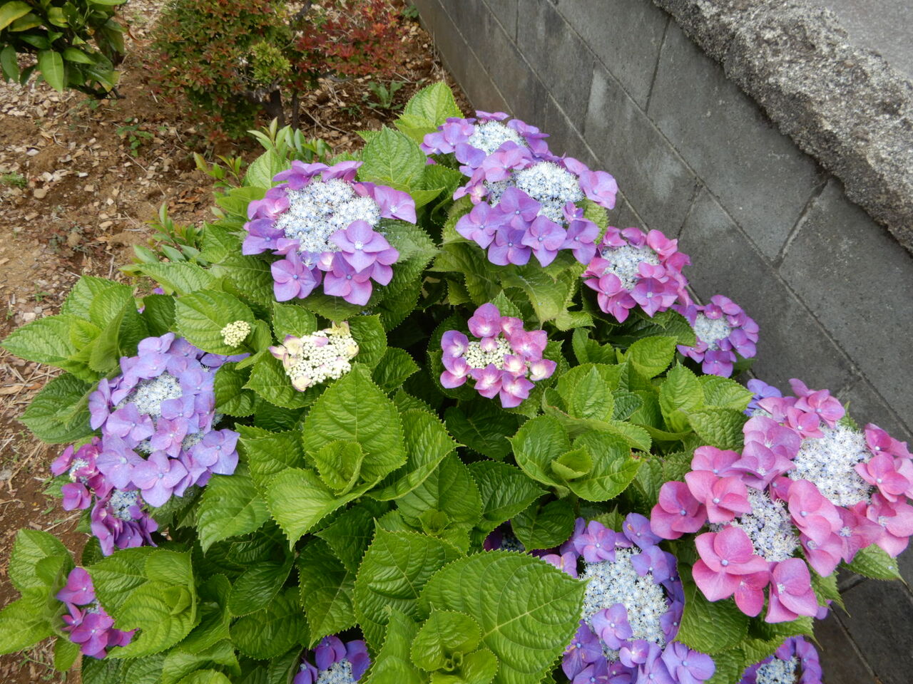 かわいい紫陽花 クッシーの日記