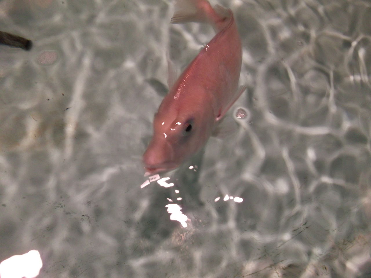 かわいいお魚 クッシーの日記 かわいいお魚 クッシーの日記