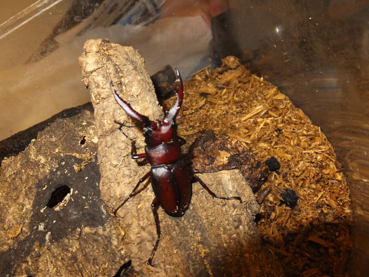 ノコギリクワガタ オス 36匹(全て水牛型)