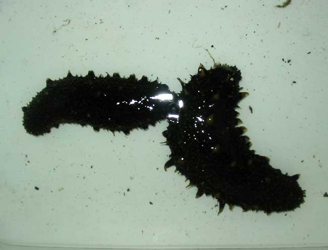 黒ナマコの考察 晴れりゃエエが 釣れづれろぐろぐ 黒ナマコの考察 晴れりゃエエが 釣れづれろぐろぐ