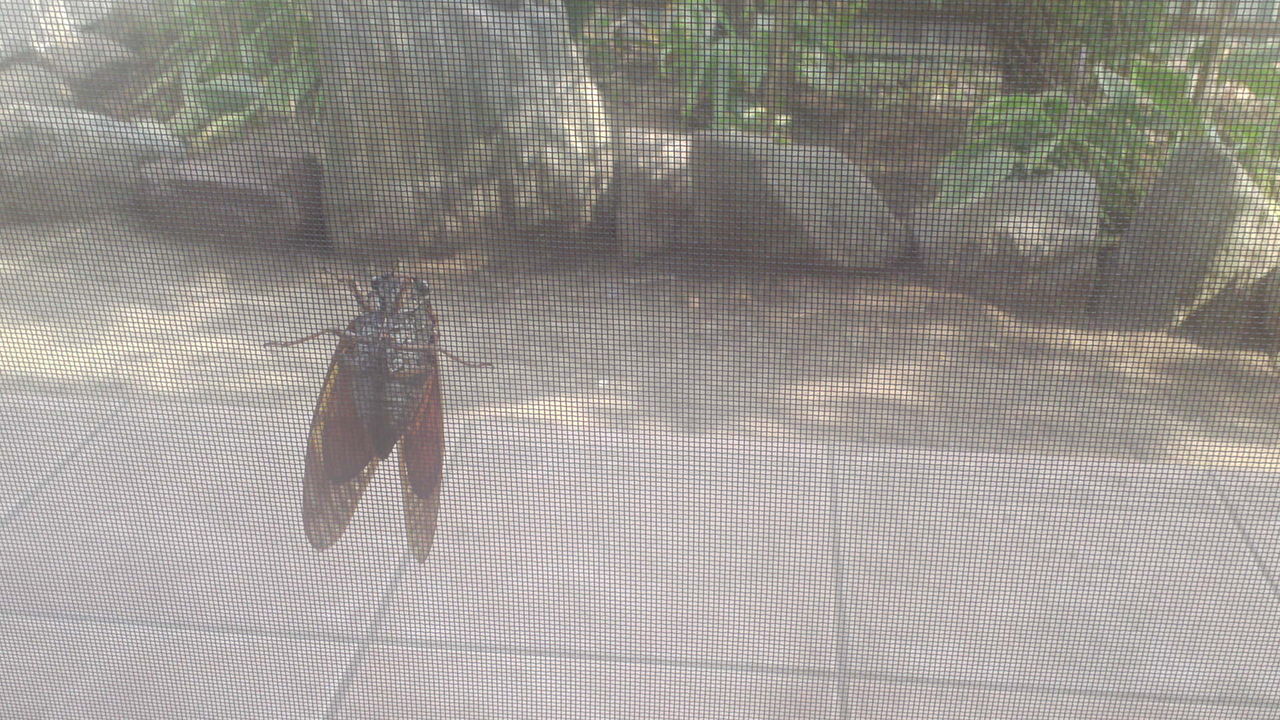 蝉の移動 まだまだ夏だよ 絵描き文鳥 やま ゆりの