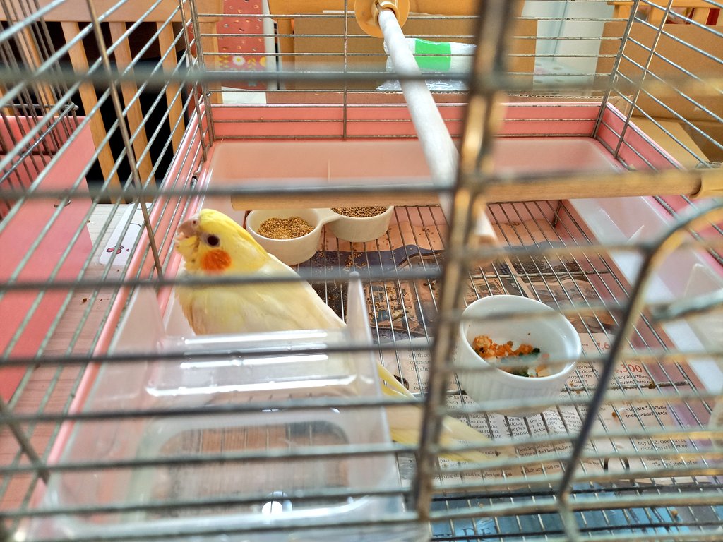 ことりカフェ上野本店さんのオカメインコのテテちゃんとトトちゃんを描かせていただきました 絵描き文鳥 やま ゆりの