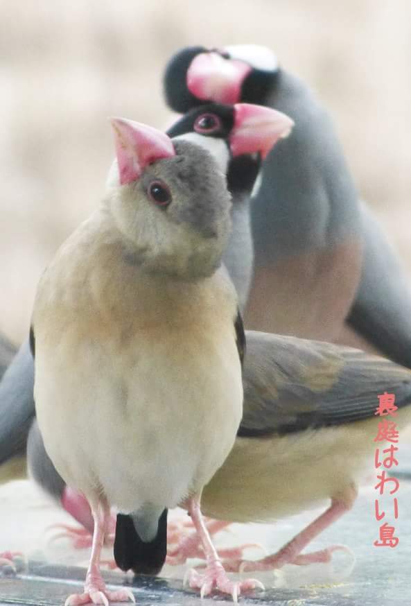 裏庭はわい島 コラボ作品誕生♪ハワイ島の文鳥達と♪ : 絵描き文鳥