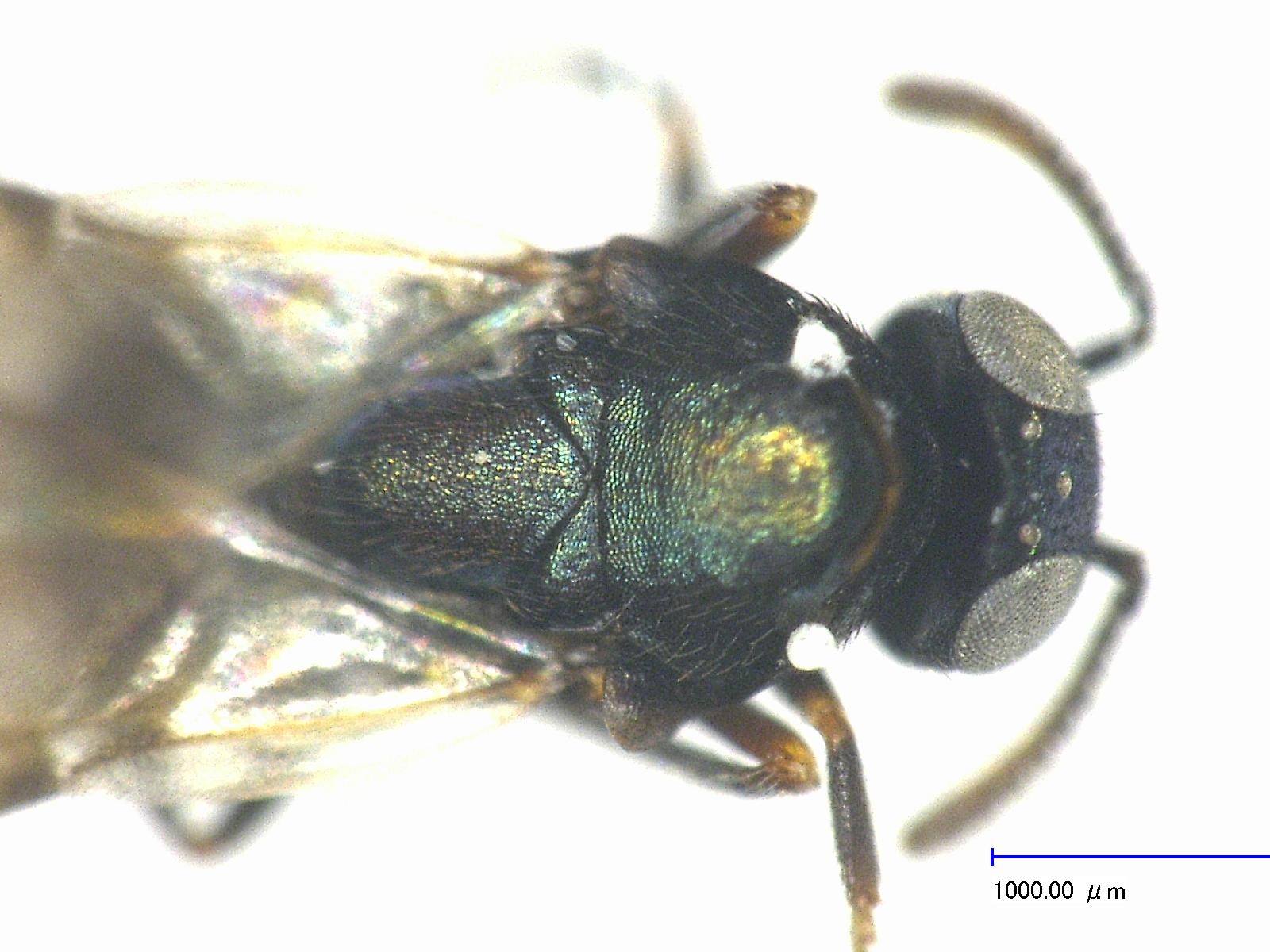 Decolletè dorate main image 0