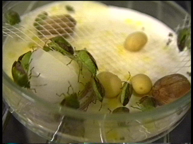 水を飲む昆虫 昆虫と天敵の面白サイト 水を飲む昆虫 昆虫と天敵の面白サイト