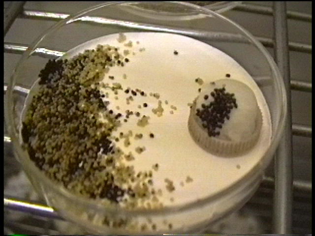 水を飲む昆虫 昆虫と天敵の面白サイト 水を飲む昆虫 昆虫と天敵の面白サイト