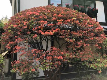 IMG_0870