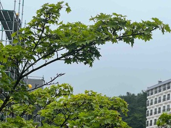 IMG_3751