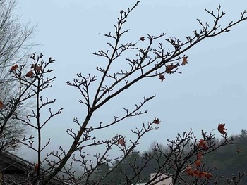 IMG_0953