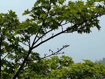 IMG_7840