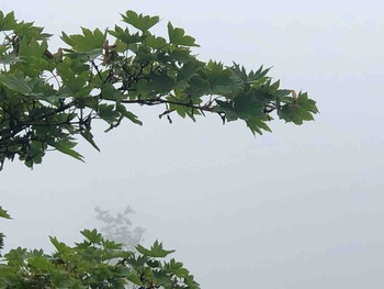 IMG_1787