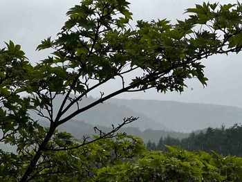 IMG_7745