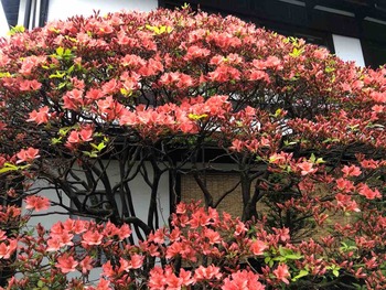 IMG_0875