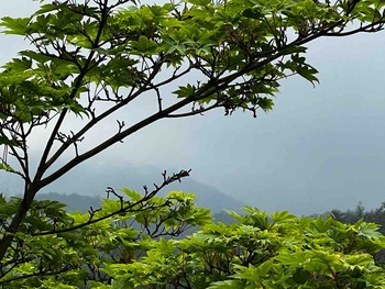 IMG_6956