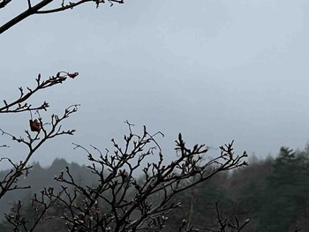 IMG_6262