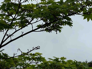 IMG_6830