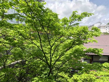 IMG_6743