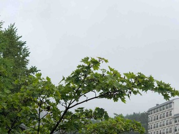 IMG_2221