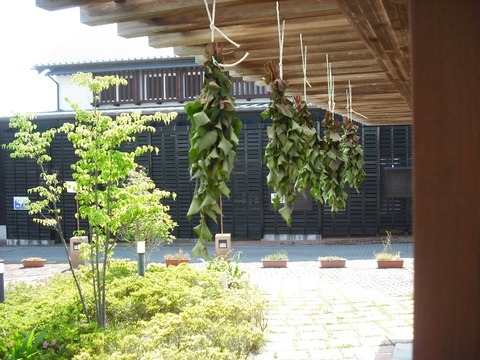 どくだみ干し