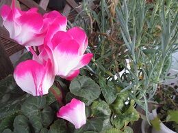 IMG_0464