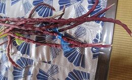 IMG_0651