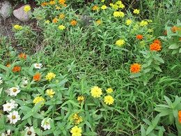 IMG_0694