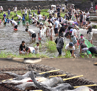 sakanatsukami