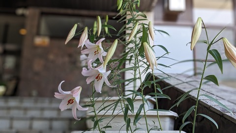 498937047_671878385604546_1408184575930219676_n