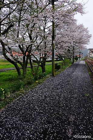 姫新線・美作江見駅、2番ホームの桜