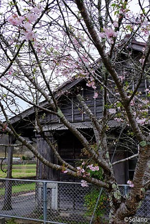芸備線・野馳駅、桜と駅舎