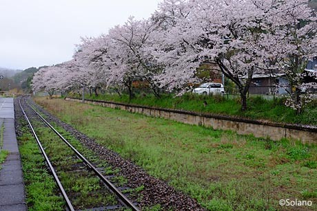姫新線・美作土居駅、廃プラットホーム沿いの桜並木