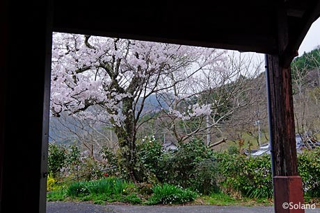 芸備線・矢神駅、駅舎車寄せの下から見た桜。