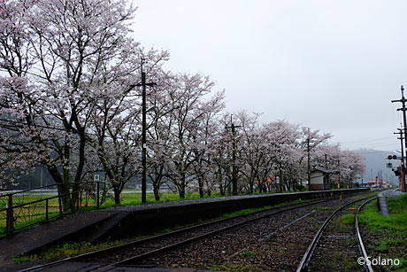 姫新線・美作江見駅、2番ホーム沿いの桜並木