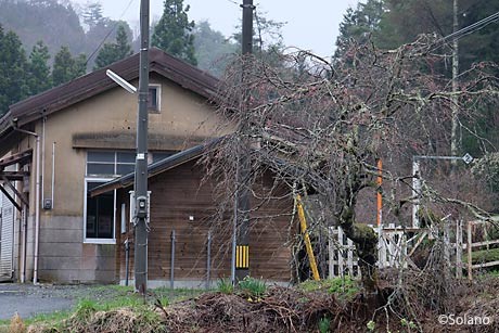 芸備線・道後山駅、まだ咲いていない枝垂桜