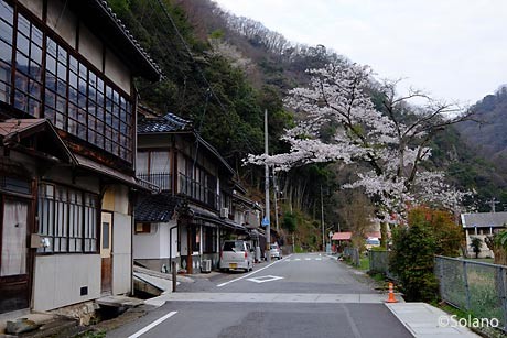 伯備線・芸備線・備中神代駅前、集落の桜。