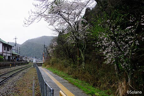 姫新線・上月駅、構内通路脇の桜