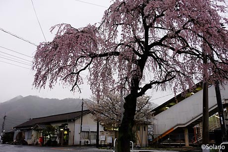 姫新線・久世駅、駅前の枝垂桜。