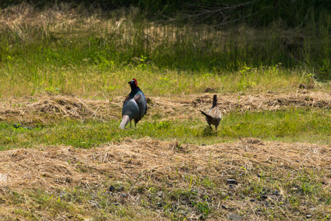 130522「きじ」石川県羽咋郡志賀町周辺04
