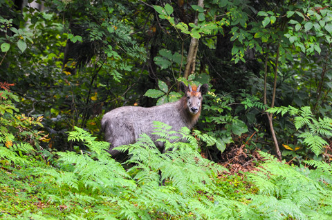 090922石川「白峰小・河内谷分校」027