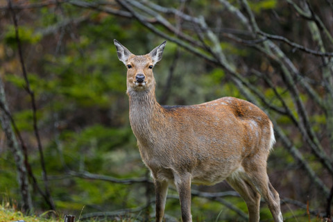 14 北海道への旅37 北海道 バッタ塚 幌加温泉の鹿 E Konの道をゆく 番外編 車泊の旅 14 北海道への旅37 北海道 バッタ塚 幌加温泉の鹿 E Konの道をゆく 番外編 車泊の旅