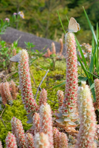 161019_06石川「白峰温泉スキー場への道」36