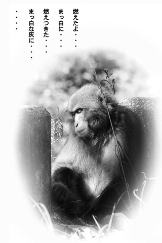 あしたの猿(最終1200)