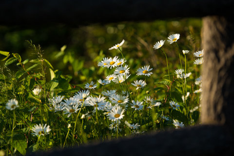 130523「禄剛崎」石川県珠洲市狼煙町116