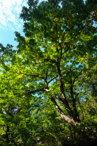161019_05石川「河内谷分校と大杉谷林道」45