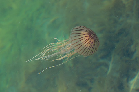 130522石川県羽咋郡「福浦港」039
