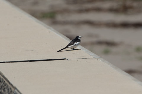 130523「みさき小学校前の海岸」石川県珠洲市三崎町04