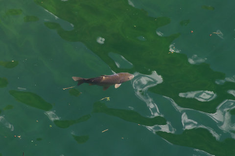 121020岐阜・桂湖(K5Ⅱs)118