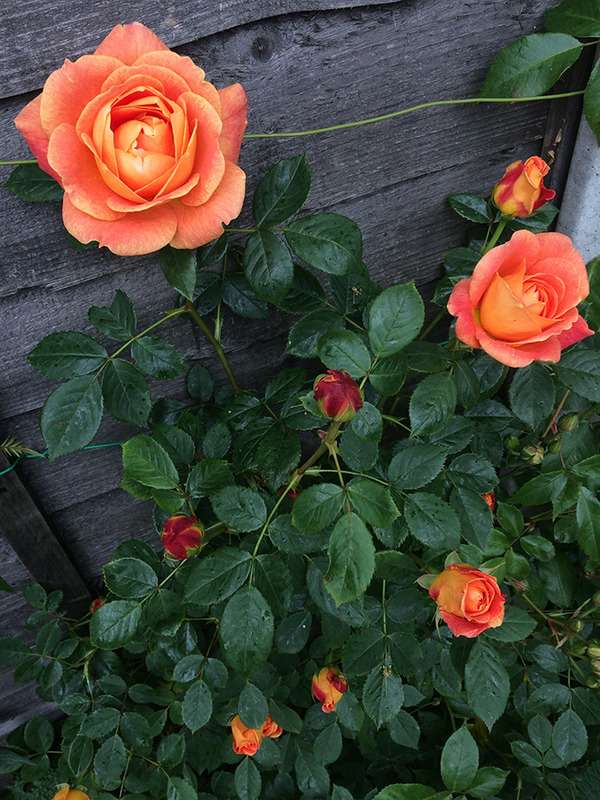 aIMG_8981
