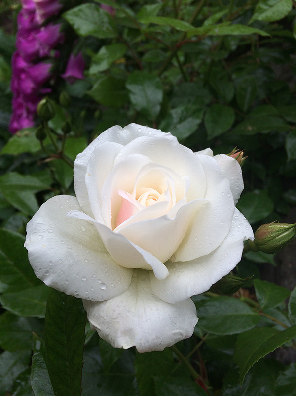 aIMG_9048